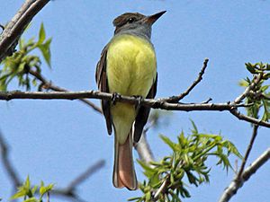 Great Crested Flycatcher RWD2.jpg