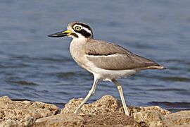 Great thick-knee (Esacus recurvirostris)