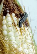 Helicoverpa zea caterpillar