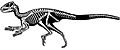 Heterodontosaurus tucki