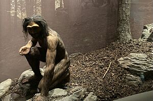 Homo erectus diorama at the Hall of Human Origins at AMNH