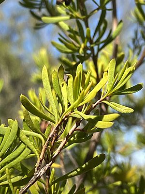 Homoranthus clarksonii foliage