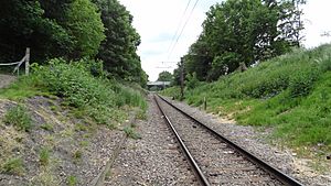 Hornchurch Cutting SSSI.JPG