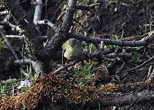 Hume's Warbler I IMG 7271