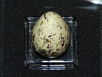 Jerdon's Courser Egg cropped