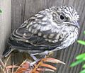 Juvenile Spotted Flycatcher