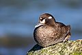 Large Close Hen Harlequin For Wiki