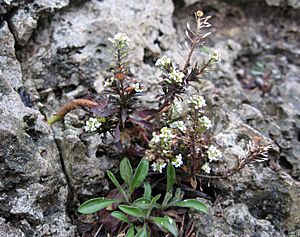 Lepidium virginicum ssp virginicum.jpg