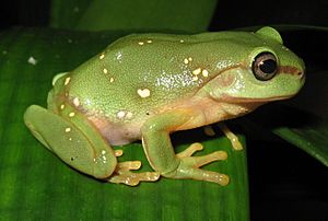 Litoria splendida morphling