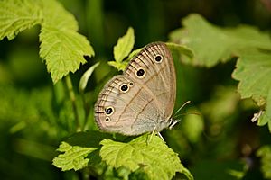 Little-wood-satyr-grey-cloud-dunes-1