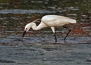 Little Egret (Egretta garzetta)- In Breeding plumage-actively catching prey in Kolkata I IMG 7990