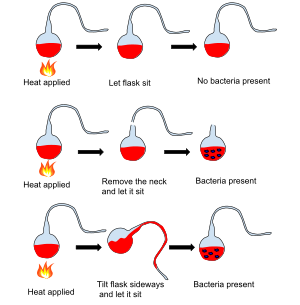 Louis Pasteur Experiment