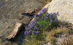 Lupine Lupinus rock water