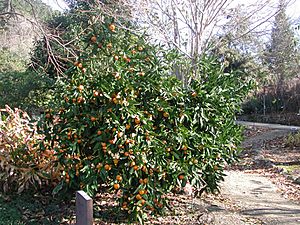 Mandarin orange tree