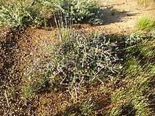 Melaleuca cordata (habit)