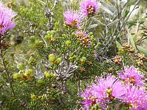 Melaleuca subtrigona (leaves, flowers, fruits).JPG