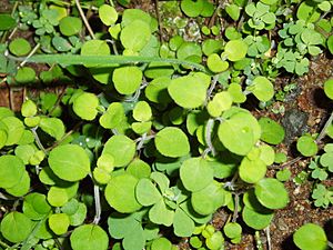 Mentha cunninghamii Benth. (AM AK306128-1).jpg