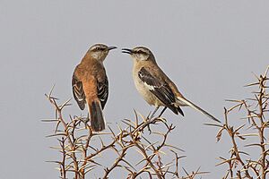 Mimus dorsalis -Argentina -two-8.jpg