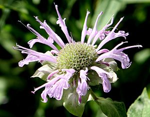 Monarda-fistulosa