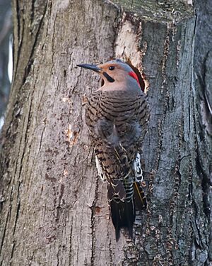 NorthernFlicker-male.jpg