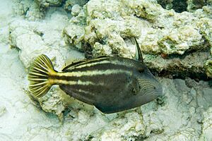 Orangespotted filefish Cantherhines pullus (3475245666).jpg