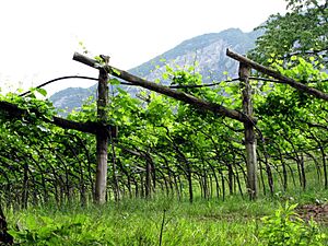 Pergola trentino