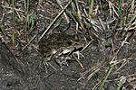 Plains Leopard Frog (Lithobates blairi)