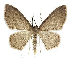 Poecilasthena subpurpureata male.jpg