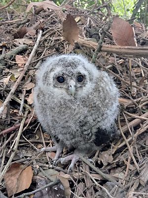 Poll de gamarús eurasiàtic (Strix aluco)