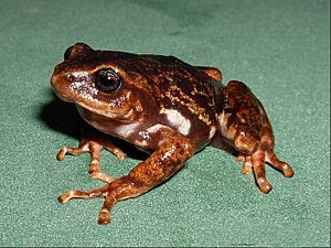 Pristimantis elegans01.jpg