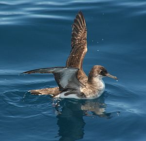 Puffinus gavia