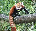 RedPanda