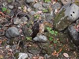 RedTailHawk-UvasCreek