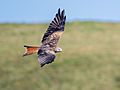 Red Kite in Wales