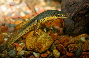 Redspotted newt.jpg