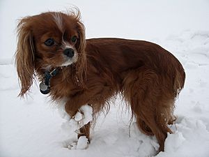 Ruby Cavalier King Charles Spaniel