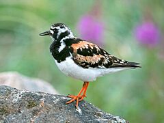 Ruddy Turnstone (1)