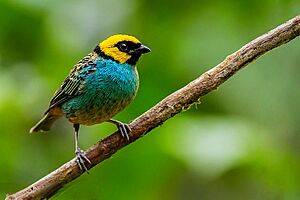 Saffron-crowned Tanager (Tangara xanthocephala).jpg