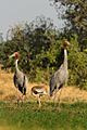 Saras Cranes with a chick