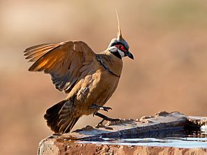 Spinifex pigeon Jim Bendon