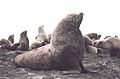 Steller sea lion bull.jpg