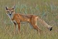 Swift Fox (cropped)