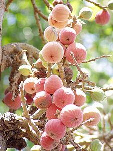 Sycamore fruits