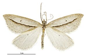 Theoxena scissaria male.jpg