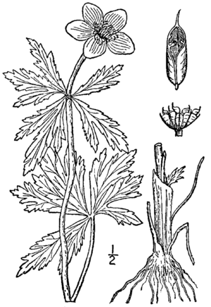 Trollius laxus BB-1913