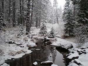 Trout Creek Truckee