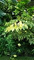 Variegated foliage