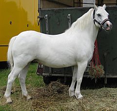 WelshPonySectionA