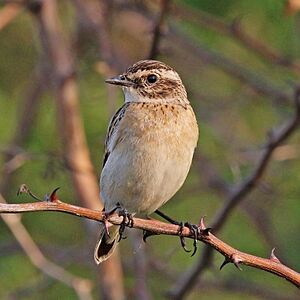 Whinchat (Saxicola rubetra) Uganda