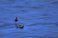 Wilson's storm petrel